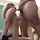 blonde bdsm blowjob