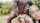 brunette public bbc