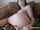 anal camgirl dildo