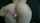 amateur creampie ass