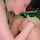 lesbian teen pussy