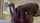bbc cumdump interracial