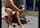 doggy amateur cute