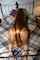 redhead long hair doggystyle