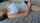 camgirl tits masturbation
