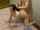 jav japanese asian