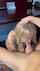blowjob bigdick blond