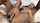 fishnet teen brunette fist