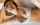 porn ad jav japanese