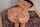 big ass thicc huge ass