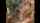 asian cumshot cumpilation
