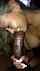 blonde asian blonde latina