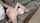 amature blonde teen