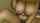 camgirl cam hairy