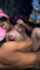 indian coitus fucking