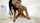 japanese asian vrbangers