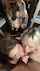 amateur blowjob brunette