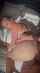 doggystyle pov big cock