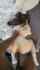 camgirl amateur bbc