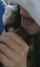 blacked interracial blowjob
