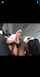 amateur snowbunny bbc