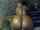 ebony african big ass