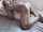 interracial mating press legs over shoulders