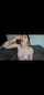 deepthroat cam camgirl
