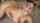 cam girl brunette only fans
