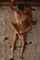 blonde teen hard