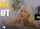 blonde brazzers blowjob
