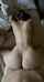 big ass white doggy