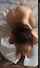 bbc asian blowjob