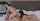 teen ride brunette