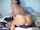 camgirl anal dildo