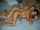 lesbians kissing hot