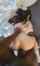 bbc doggystyle interracial