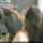 dark hair blowjob coitus
