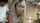 jav blond stepsis