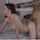 amateur doggystyle ass