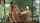 dani daniels cowgirl brunette