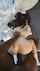 bbc interracial doggystyle
