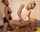 threesome reverse cowgirl anal