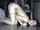 amateur doggy brunette