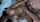 busty big boobs big tits