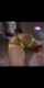 spice vids anal latina