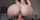 camgirl dildo riding
