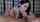 kate kuray brunette blowjob