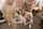gangbang classic work alone