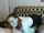 camgirl blowjob white